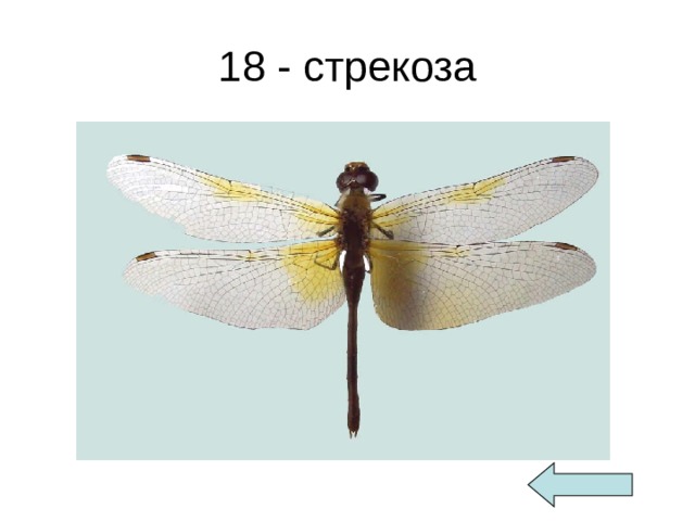 18 - стрекоза 