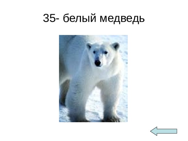 35- белый медведь 