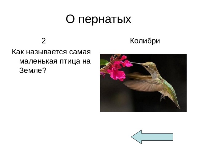 О пернатых  2 Как называется самая маленькая птица на Земле?  Колибри 