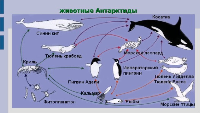животные Антарктиды 