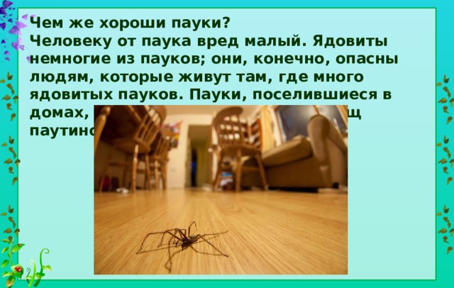 Чем же хороши пауки? Человеку от паука вред малый. Ядовиты немногие из пауков; они, конечно, опасны людям, которые живут там, где много ядовитых пауков. Пауки, поселившиеся в домах, засоряют стены наших жилищ паутиной. Другого вреда нет. 