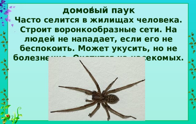 домовый паук  Часто селится в жилищах человека. Строит воронкообразные сети. На людей не нападает, если его не беспокоить. Может укусить, но не болезненно. Охотится на насекомых. 