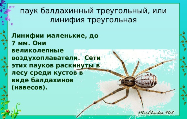 паук балдахинный треугольный, или линифия треугольная Линифии маленькие, до 7 мм. Они великолепные воздухоплаватели. Сети этих пауков раскинуты в лесу среди кустов в виде балдахинов (навесов). 