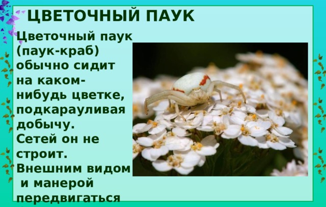 цветочный паук Цветочный паук (паук-краб) обычно сидит на каком-нибудь цветке, подкарауливая добычу. Сетей он не строит. Внешним видом и манерой передвигаться боком напоминает краба. 