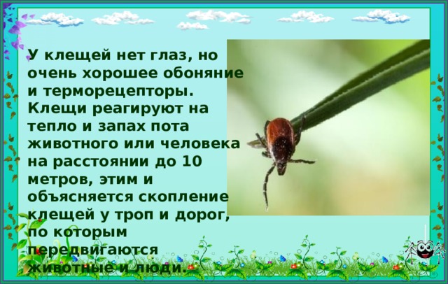 У клещей нет глаз, но очень хорошее обоняние и терморецепторы. Клещи реагируют на тепло и запах пота животного или человека на расстоянии до 10 метров, этим и объясняется скопление клещей у троп и дорог, по которым передвигаются животные и люди. 