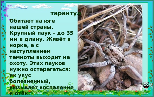 тарантул Обитает на юге нашей страны. Крупный паук – до 35 мм в длину. Живёт в норке, а с наступлением темноты выходит на охоту. Этих пауков нужно остерегаться: их укус болезненный, вызывает воспаление и отёк. 