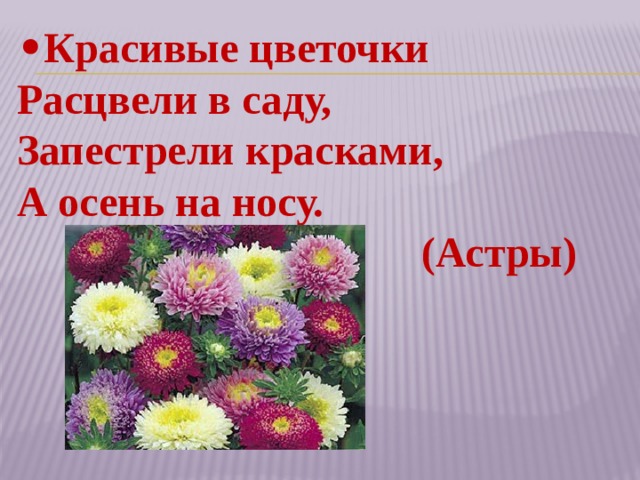 • Красивые цветочки  Расцвели в саду,  Запестрели красками,  А осень на носу.  (Астры) 