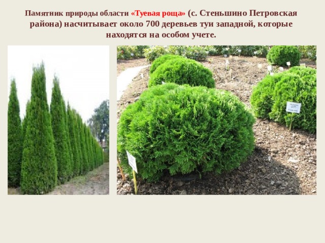Памятник природы области   «Туевая роща»  (с. Стеньшино Петровская района) насчитывает около 700 деревьев туи западной, которые находятся на особом учете.  