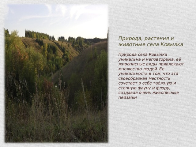 Природа, растения и животные села Ковылка   Природа села Ковылка уникальна и неповторима, её живописные виды привлекают множество людей. Ее уникальность в том, что эта своеобразная местность сочетает в себе таёжную и степную фауну и флору, создавая очень живописные пейзажи 