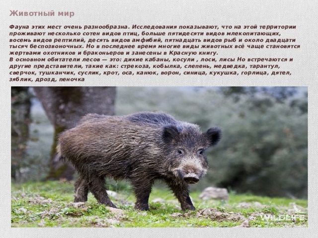 Животный мир   Фауна этих мест очень разнообразна. Исследования показывают, что на этой территории проживают несколько сотен видов птиц, больше пятидесяти видов млекопитающих, восемь видов рептилий, десять видов амфибий, пятнадцать видов рыб и около двадцати тысяч беспозвоночных. Но в последнее время многие виды животных всё чаще становятся жертвами охотников и браконьеров и занесены в Красную книгу.  В основном обитатели лесов — это: дикие кабаны, косули , лоси, лисы Но встречаются и другие представители, такие как: стрекоза, кобылка, слепень, медведка, тарантул, сверчок, тушканчик, суслик, крот, оса, канюк, ворон, синица, кукушка, горлица, дятел, зяблик, дрозд, пеночка   