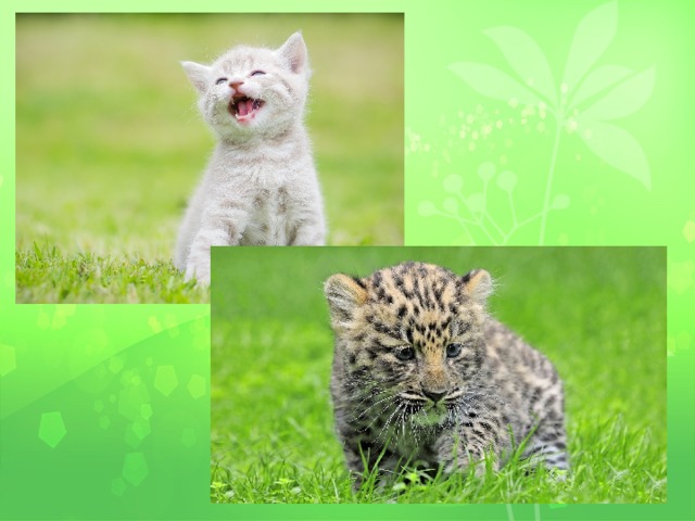 Кот и леопард 