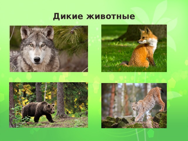 Дикие животные  