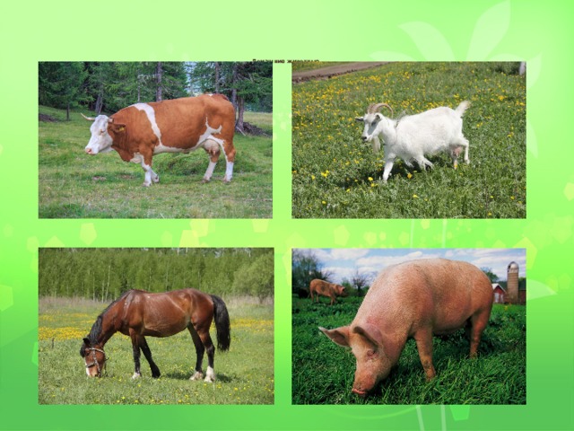    Домашние животные    