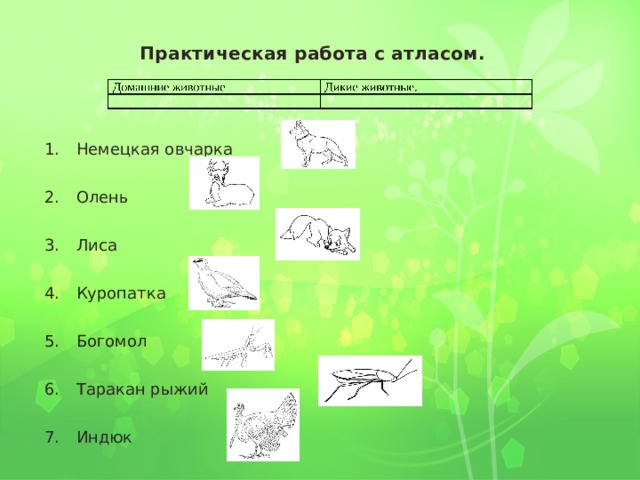Практическая работа с атласом. 1.  Немецкая овчарка 2.  Олень 3.  Лиса 4.  Куропатка 5.  Богомол 6.  Таракан рыжий 7.  Индюк  