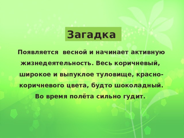  Загадка Появляется весной и начинает активную жизнедеятельность. Весь коричневый, широкое и выпуклое туловище, красно-коричневого цвета, будто шоколадный. Во время полёта сильно гудит. 