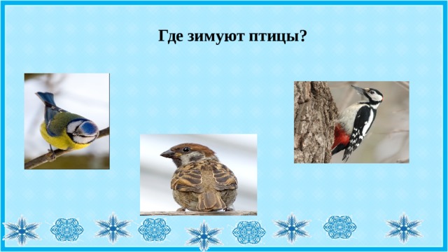 Где зимуют птицы? 