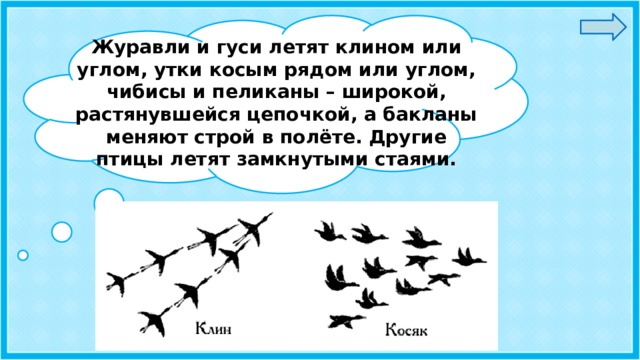 Журавли и гуси летят клином или углом, утки косым рядом или углом, чибисы и пеликаны – широкой, растянувшейся цепочкой, а бакланы меняют строй в полёте. Другие птицы летят замкнутыми стаями. 