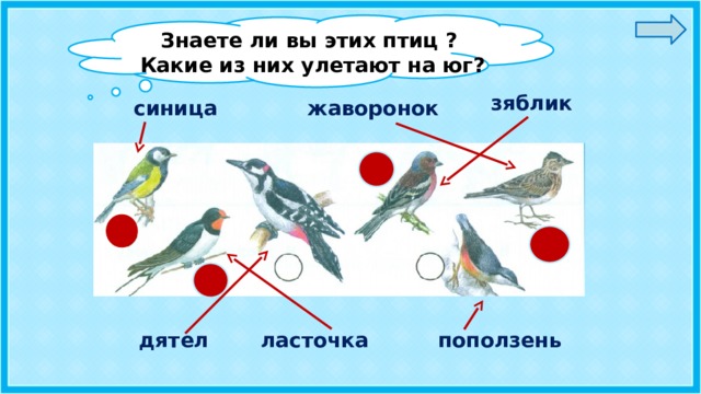 Знаете ли вы этих птиц ?  Какие из них улетают на юг?  зяблик синица  жаворонок  поползень  ласточка  дятел 7 