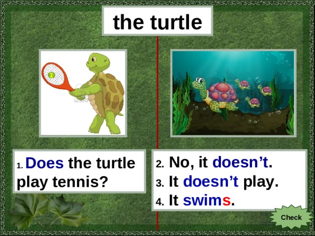 the turtle 1.  Does  the turtle play tennis? 2. No, it doesn’t . 3. It doesn’t play . 4. It swim s . Check 