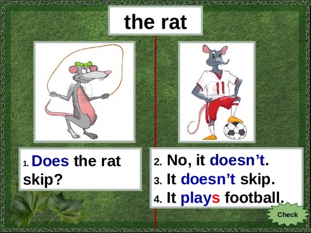 the rat 1.  Does  the rat skip? 2. No, it doesn’t . 3. It doesn’t skip . 4. It play s football. Check 