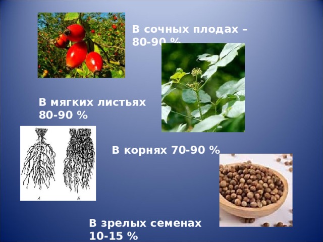 В сочных плодах – 80-90 % В мягких листьях 80-90 % В корнях 70-90 % В зрелых семенах 10-15 % 