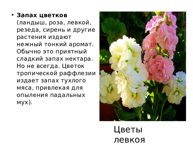 Запах цветков (ландыш, роза, левкой, резеда, сирень и другие растения издают нежный тонкий аромат. Обычно это приятный сладкий запах нектара. Но не всегда. Цветок тропической раффлезии издает запах тухлого мяса, привлекая для опыления падальных мух). Цветы левкоя 