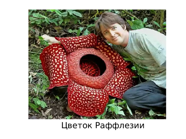 Цветок Раффлезии 