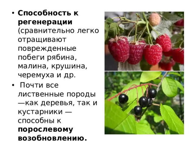 Способность к регенерации (сравнительно легко отращивают поврежденные побеги рябина, малина, крушина, черемуха и др.  Почти все лиственные породы —как деревья, так и кустарники — способны к порослевому возобновлению.   