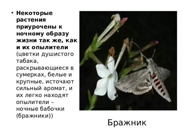 Некоторые растения приурочены к ночному образу жизни так же, как и их опылители (цветки душистого табака, раскрывающиеся в сумерках, белые и крупные, источают сильный аромат, и их легко находят опылители – ночные бабочки (бражники)) Бражник  