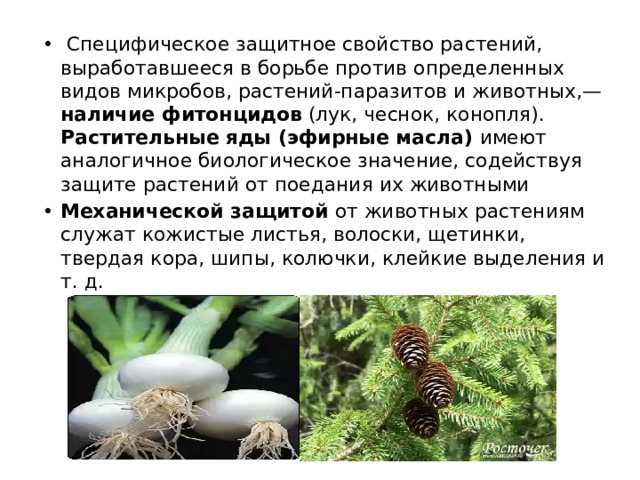  Специфическое защитное свойство растений, выработавшееся в борьбе против определенных видов микробов, растений-паразитов и животных,— наличие фитонцидов (лук, чеснок, конопля). Растительные яды (эфирные масла) имеют аналогичное биологическое значение, содействуя защите растений от поедания их животными Механической защитой от животных растениям служат кожистые листья, волоски, щетинки, твердая кора, шипы, колючки, клейкие выделения и т. д. 