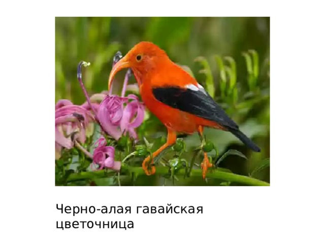 Черно-алая гавайская цветочница 