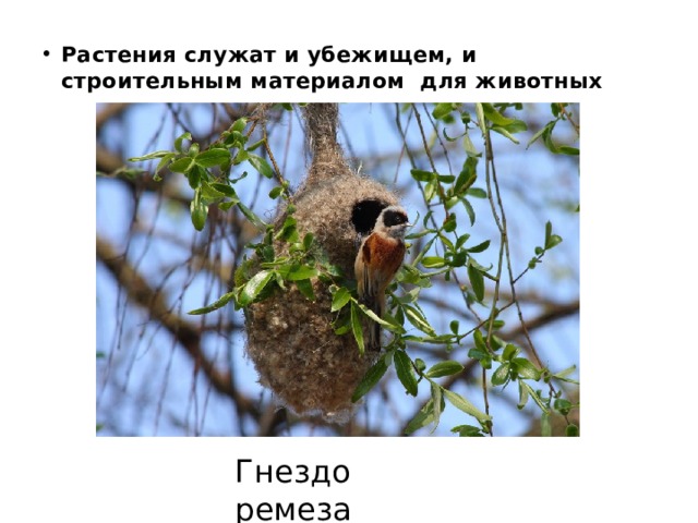 Растения служат и убежищем, и строительным материалом для животных Гнездо ремеза 