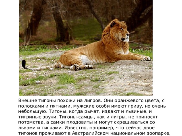 Внешне тигоны похожи на лигров. Они оранжевого цвета, с полосками и пятнами, мужские особи имеют гриву, но очень небольшую. Тигоны, когда рычат, издают и львиные, и тигриные звуки. Тигоны-самцы, как и лигры, не приносят потомства, а самки плодовиты и могут скрещиваться со львами и тиграми. Известно, например, что сейчас двое тигонов проживают в Австралийском национальном зоопарке, сафари-парк Шэньчжэнь в Южном Китае также владеет тигонами и еще тремя лиграми. 