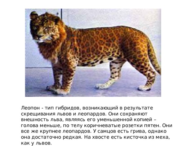 Леопон - тип гибридов, возникающий в результате скрещивания львов и леопардов. Они сохраняют внешность льва, являясь его уменьшенной копией – голова меньше, по телу коричневатые розетки пятен. Они все же крупнее леопардов. У самцов есть грива, однако она достаточно редкая. На хвосте есть кисточка из меха, как у львов. 