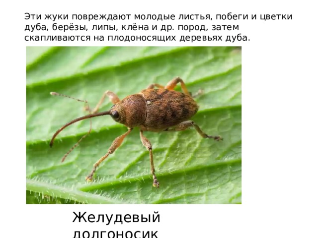 Эти жуки повреждают молодые листья, побеги и цветки дуба, берёзы, липы, клёна и др. пород, затем скапливаются на плодоносящих деревьях дуба. Желудевый долгоносик 
