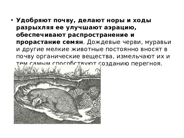 Удобряют почву, делают норы и ходы разрыхляя ее улучшают аэрацию, обеспечивают распространение и прорастание семян . Дождевые черви, муравьи и другие мелкие животные постоянно вносят в почву органические вещества, измельчают их и тем самым способствуют созданию перегноя. 