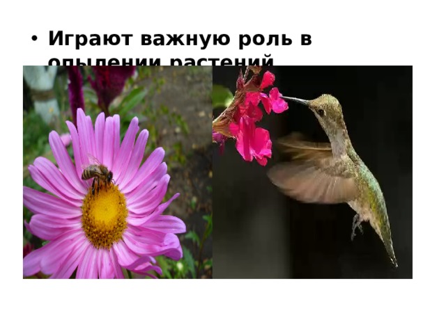Играют важную роль в опылении растений 
