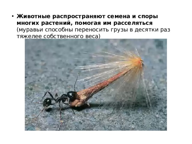 Животные распространяют семена и споры многих растений, помогая им расселяться (муравьи способны переносить грузы в десятки раз тяжелее собственного веса) 