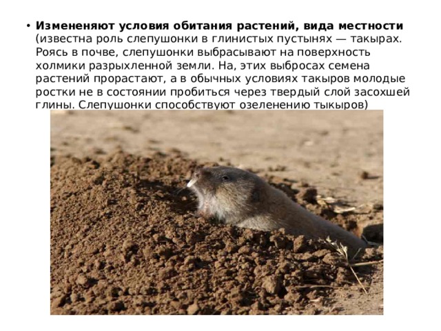 Измененяют условия обитания растений, вида местности (известна роль слепушонки в глинистых пустынях — такырах. Роясь в почве, слепушонки выбрасывают на поверхность холмики разрыхленной земли. На, этих выбросах семена растений прорастают, а в обычных условиях такыров молодые ростки не в состоянии пробиться через твердый слой засохшей глины. Слепушонки способствуют озеленению тыкыров) 