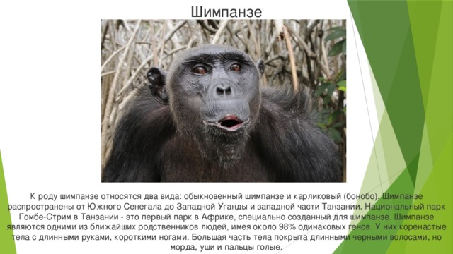 Шимпанзе К роду шимпанзе относятся два вида: обыкновенный шимпанзе и карликовый (бонобо). Шимпанзе распространены от Южного Сенегала до Западной Уганды и западной части Танзании. Национальный парк Гомбе-Стрим в Танзании - это первый парк в Африке, специально созданный для шимпанзе. Шимпанзе являются одними из ближайших родственников людей, имея около 98% одинаковых генов. У них коренастые тела с длинными руками, короткими ногами. Большая часть тела покрыта длинными черными волосами, но морда, уши и пальцы голые.