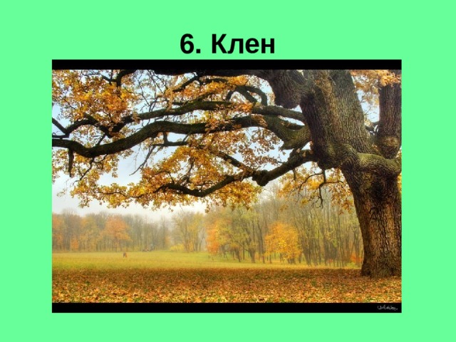 6. Клен 