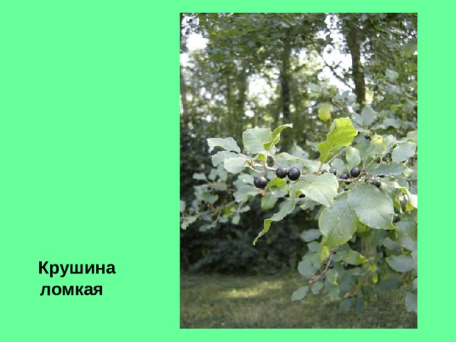  Крушина ломкая 
