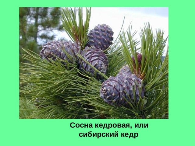  Сосна кедровая, или сибирский кедр 