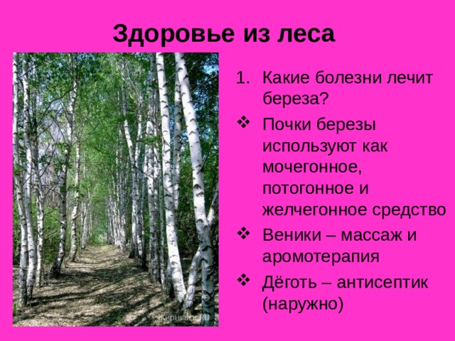 Здоровье из леса  Какие болезни лечит береза? Почки березы используют как мочегонное, потогонное и желчегонное средство Веники – массаж и аромотерапия Дёготь – антисептик (наружно) 