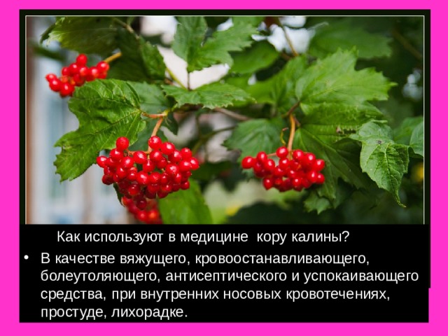  Как используют в медицине кору калины? В качестве вяжущего, кровоостанавливающего, болеутоляющего, антисептического и успокаивающего средства, при внутренних носовых кровотечениях, простуде, лихорадке. 