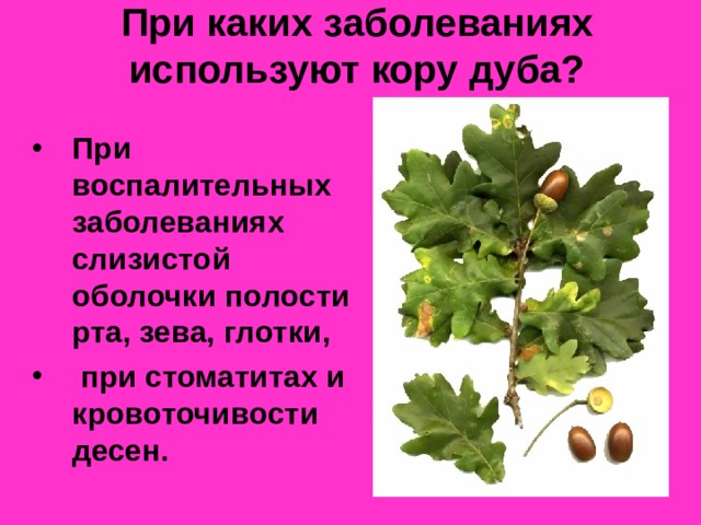 При каких заболеваниях используют кору дуба? При воспалительных заболеваниях слизистой оболочки полости рта, зева, глотки,  при стоматитах и кровоточивости десен. 