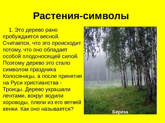 Растения-символы   1. Это дерево рано пробуждается весной. Считается, что это происходит потому, что оно обладает особой плодоносящей силой. Поэтому дерево это стало символом праздника Колосяницы, а после принятия на Руси христианства - Троицы. Дерево украшали лентами, вокруг водили хороводы, плели из его ветвей венки. Как оно называется? Береза 