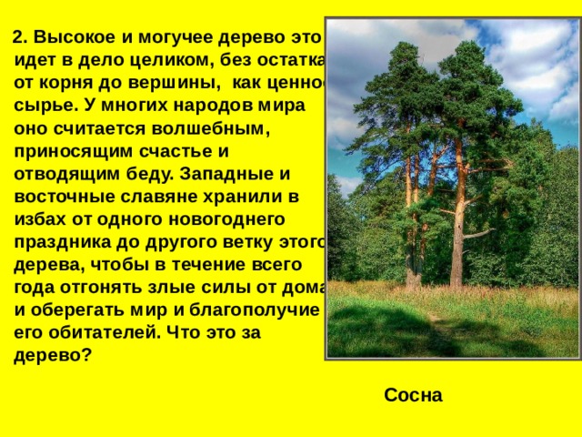  2. Высокое и могучее дерево это идет в дело целиком, без остатка, от корня до вершины, как ценное сырье. У многих народов мира оно считается волшебным, приносящим счастье и отводящим беду. Западные и восточные славяне хранили в избах от одного новогоднего праздника до другого ветку этого дерева, чтобы в течение всего года отгонять злые силы от дома и оберегать мир и благополучие его обитателей. Что это за дерево? Сосна  