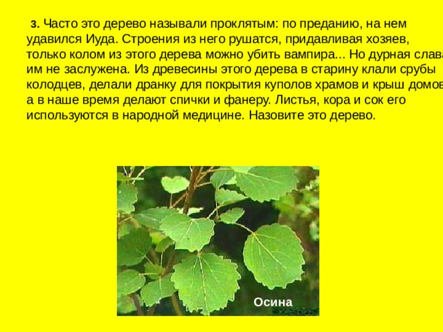  3.  Часто это дерево называли проклятым: по преданию, на нем удавился Иуда. Строения из него рушатся, придавливая хозяев, только колом из этого дерева можно убить вампира... Но дурная слава им не заслужена. Из древесины этого дерева в старину клали срубы колодцев, делали дранку для покрытия куполов храмов и крыш домов, а в наше время делают спички и фанеру. Листья, кора и сок его используются в народной медицине. Назовите это дерево. Осина 